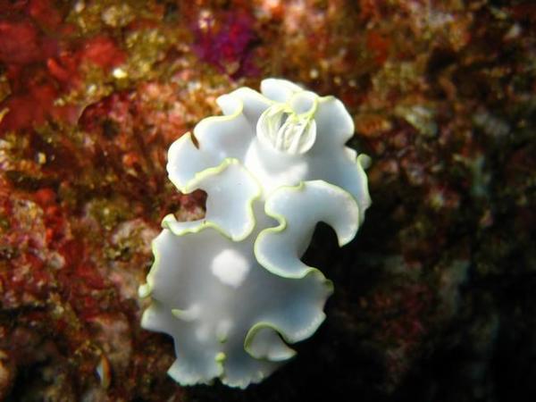 Nudibranche Oman