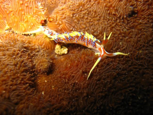 Nudibranche Oman