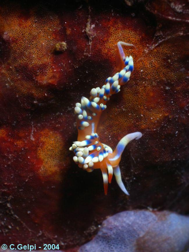 Mouais... J'ai moins de scrupules que vous pour <em><a href="http://www.seaslugforum.net/showall/phidindi" target="_blank">Caloria indica</a></em>....