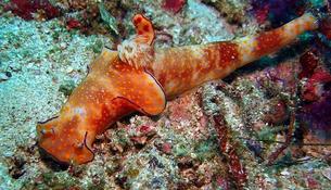 Nudibranche OMAN