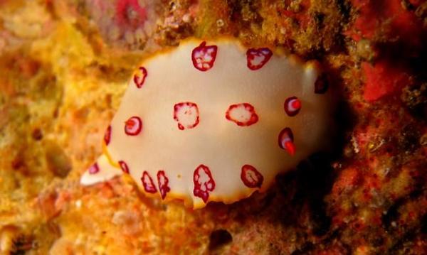 Nudibranche Oman
