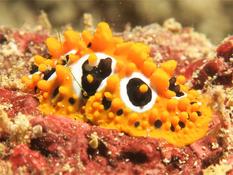 Nudibranche omanais ?