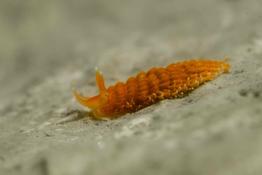 Nudibranche orange