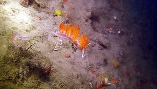 Nudibranche orange (Dondice banyulensis) ?