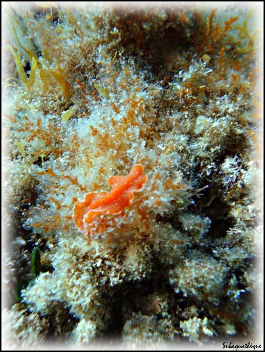 nudibranche orange