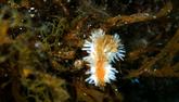 Nudibranche ou anémone ?