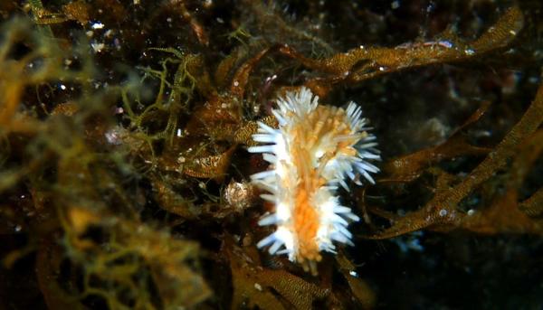 Nudibranche ou anémone ?