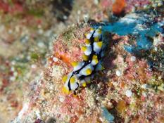 nudibranche ou holothurie ?