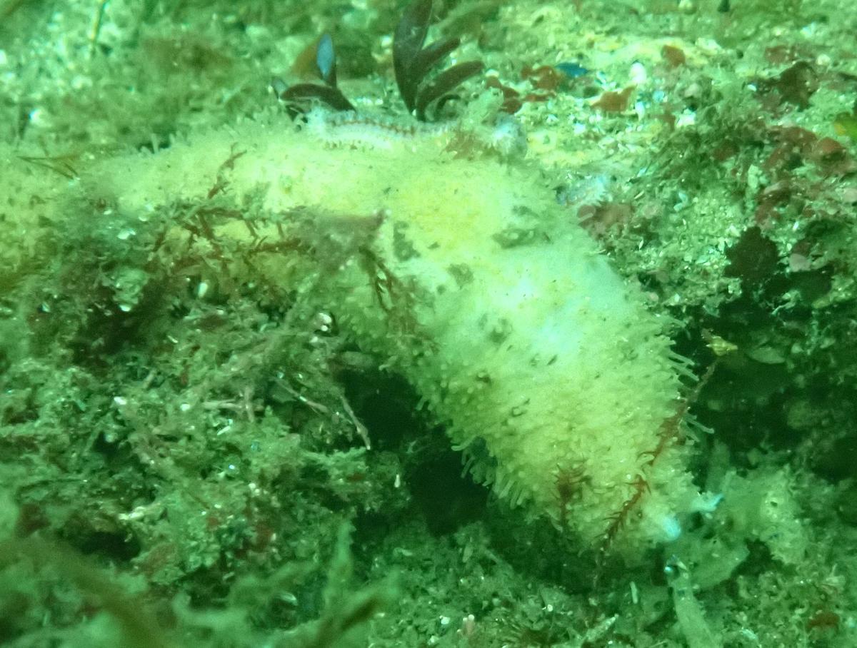 Nudibranche ou limace?