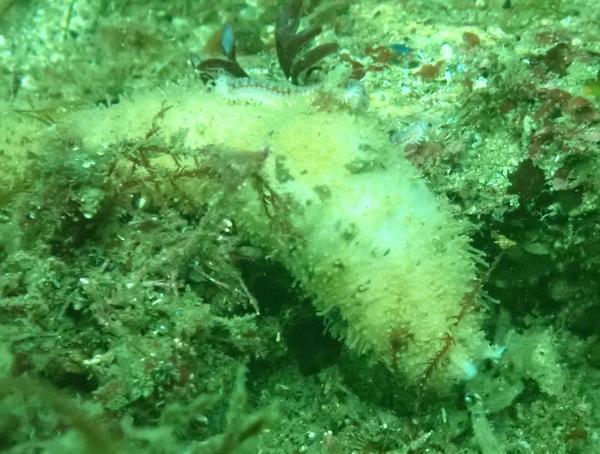 Nudibranche ou limace?