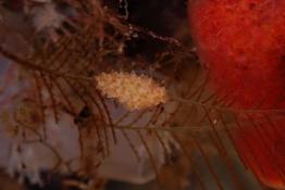 Nudibranche? ou pas du tout? - sur hydraire