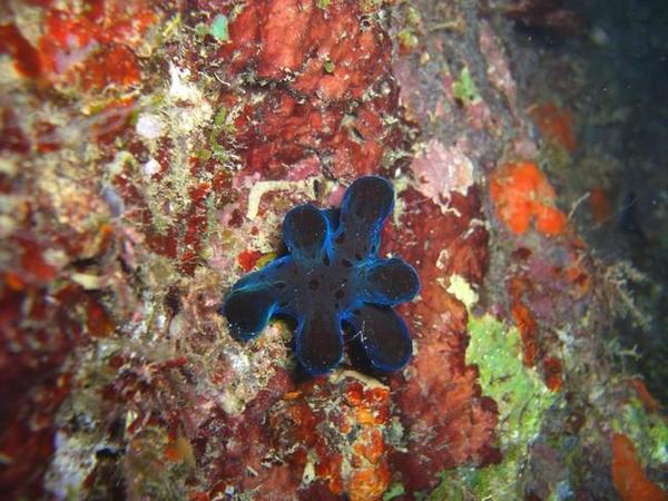 Nudibranche ou rien à voir ?