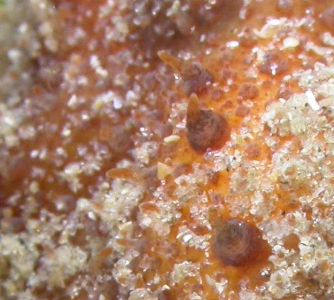 détails des papilles dorsales...<br />(si peu visible sur la première photo, les rhinophores sont lamellés)