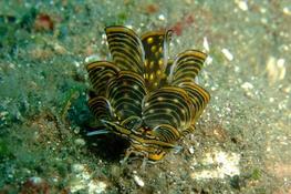 Nudibranche papillon