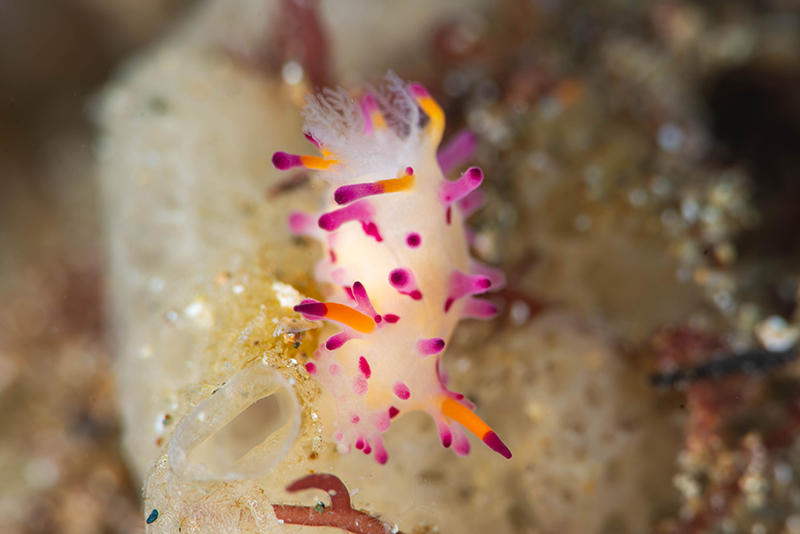 Nudibranche philippin