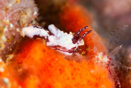 Nudibranche philippin