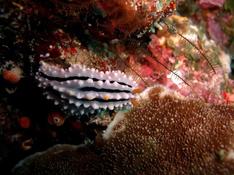 Nudibranche  Phyllidia alyta Yonow ?