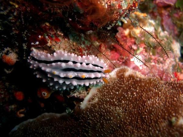 Nudibranche  Phyllidia alyta Yonow ?