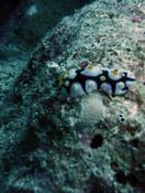 Nudibranche Phyllidia....