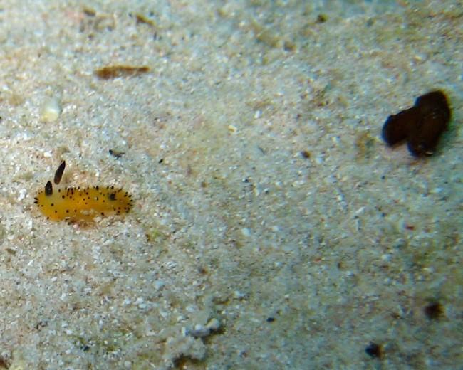 Nudibranche Polyceridae ?