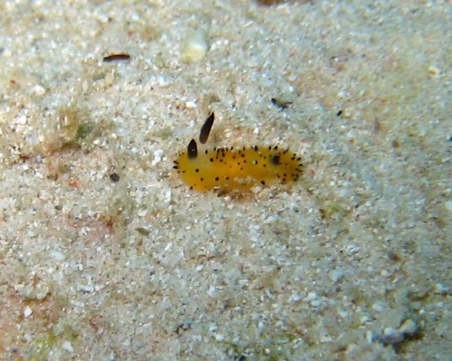 <br />Bonsoir,<br />Daniel, l’auteur du cliché, me confirme qu’il n’en a pas d’autres. A priori, ce nudibranche ne montre pas souvent ses rhinophor...