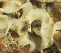 nudibranche prédateur de ponte