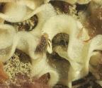 nudibranche prédateur de ponte
