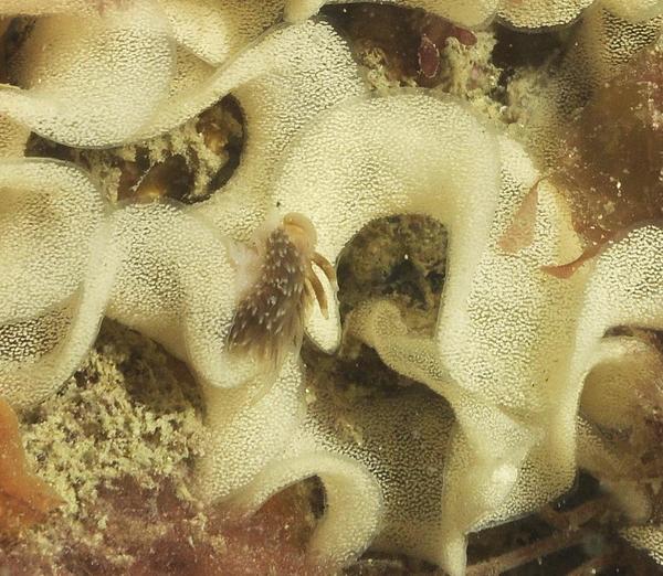 nudibranche prédateur de ponte