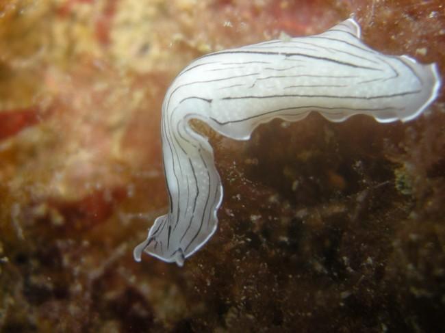 nudibranche?quel est son nom