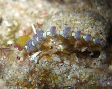 Nudibranche; Qui suis-je?