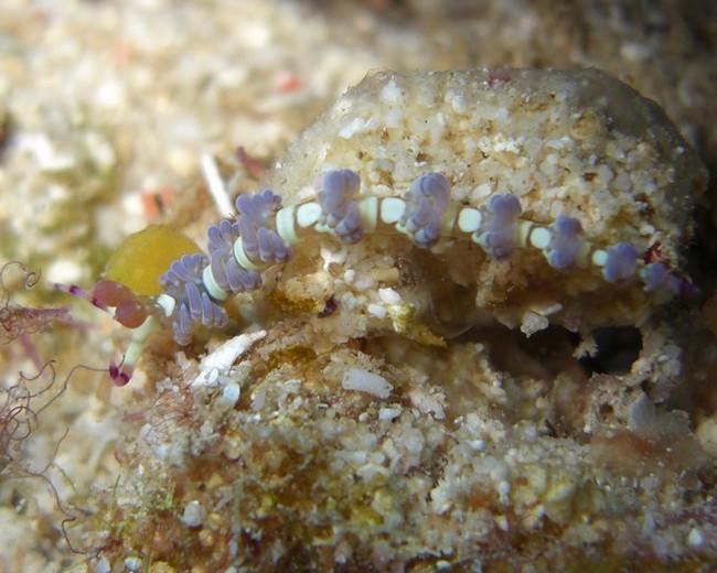 Nudibranche; Qui suis-je?