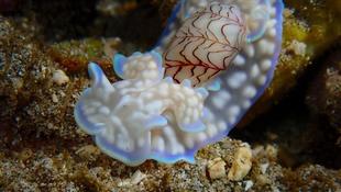 Nudibranche reunion