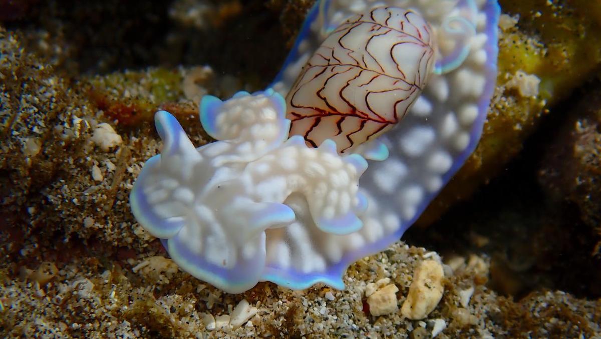 Nudibranche reunion