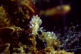 Nudibranche Rubramoena à Thau