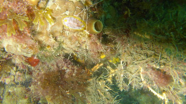 Nudibranche supposé observé 