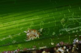 Nudibranche sur piste verte