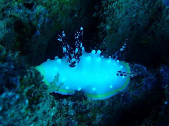 Nudibranche tahitien