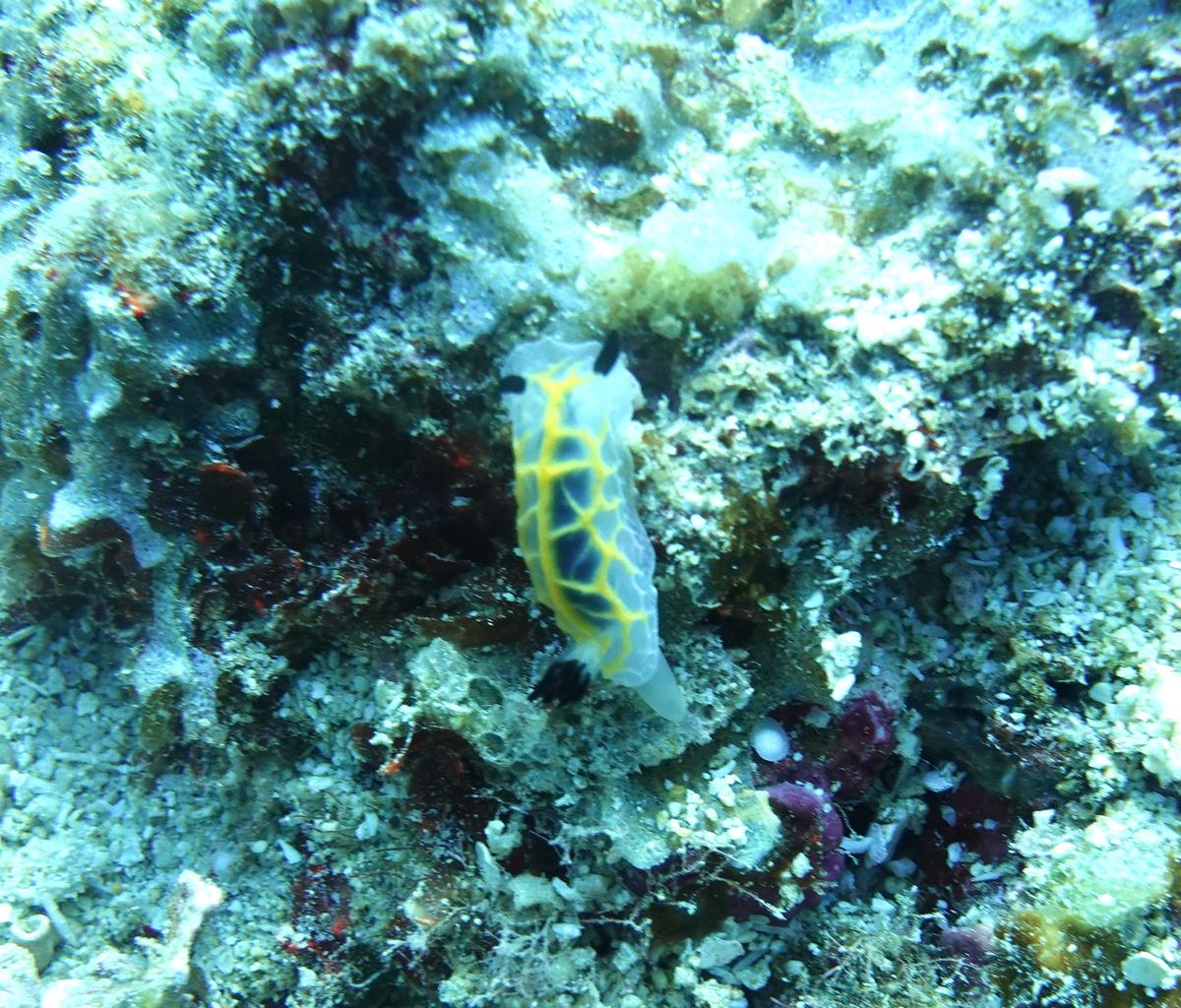 Nudibranche translucide 