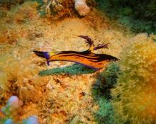 nudibranche  très coloré