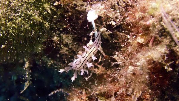 Nudibranche Tritonie striée ?