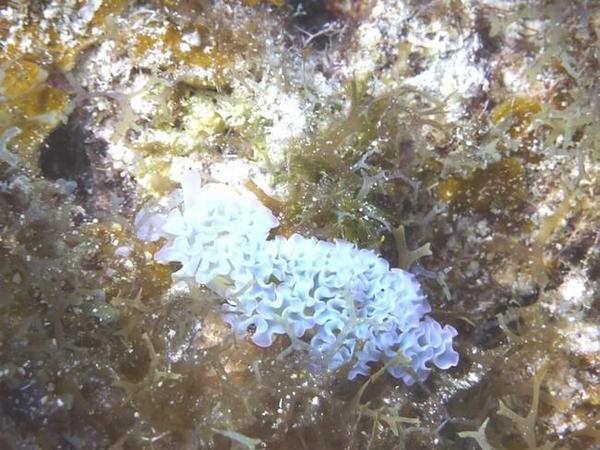 Nudibranche "voile , dentelle" ?