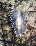 Nudibranche