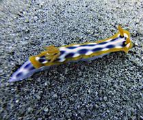 Nudibranche