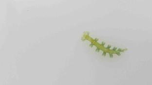 Nudibranche