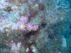 Nudibranche