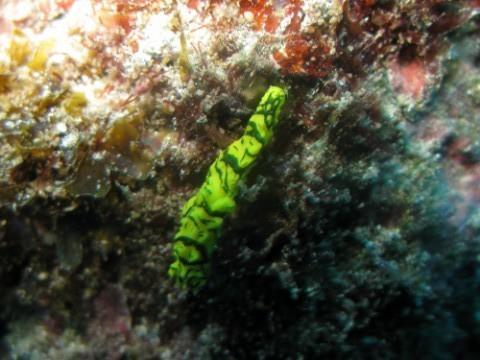 Nudibranche ?