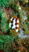 nudibranche ?