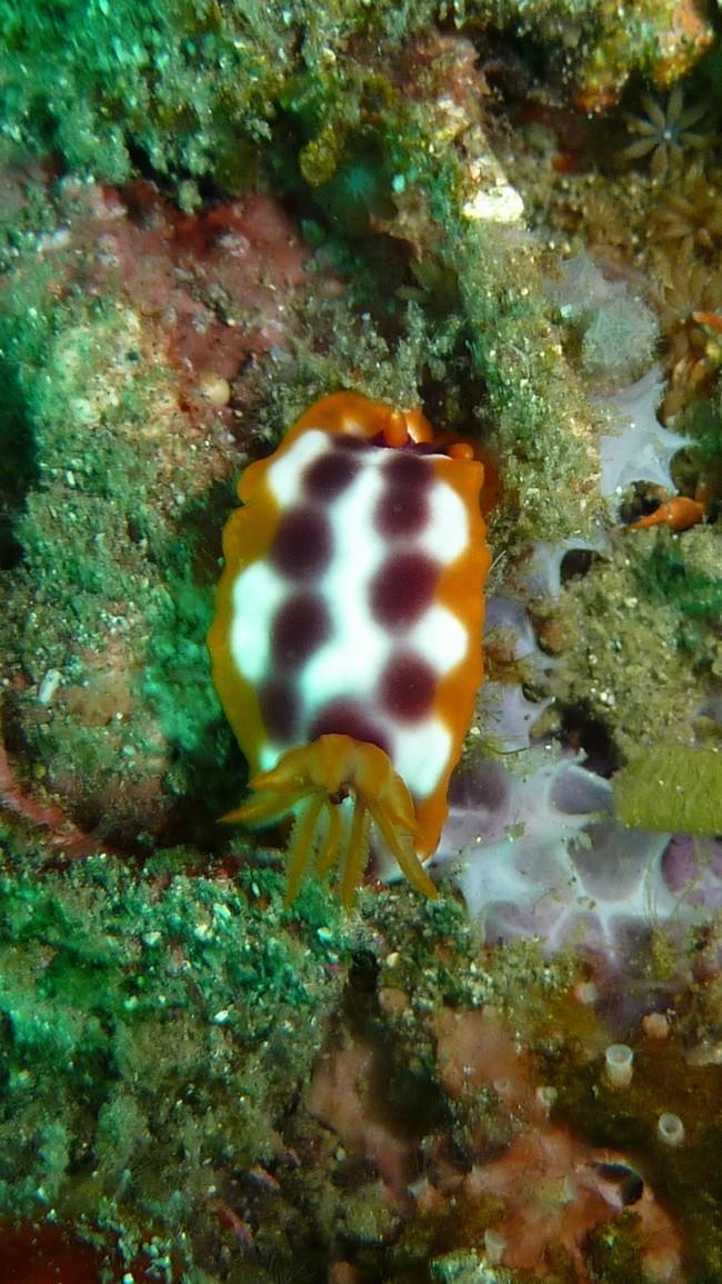 nudibranche ?