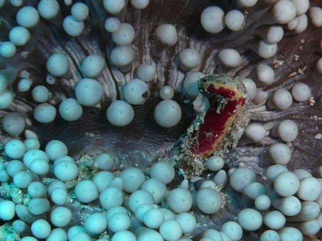Nudibranche