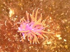 NUDIBRANCHE